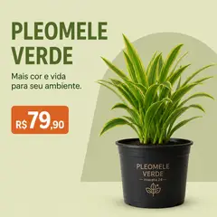 Arte de oferta — Agro, plantas & floricultura